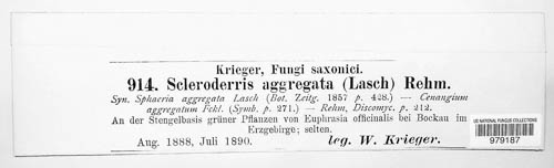 Leptosphaeriaceae image